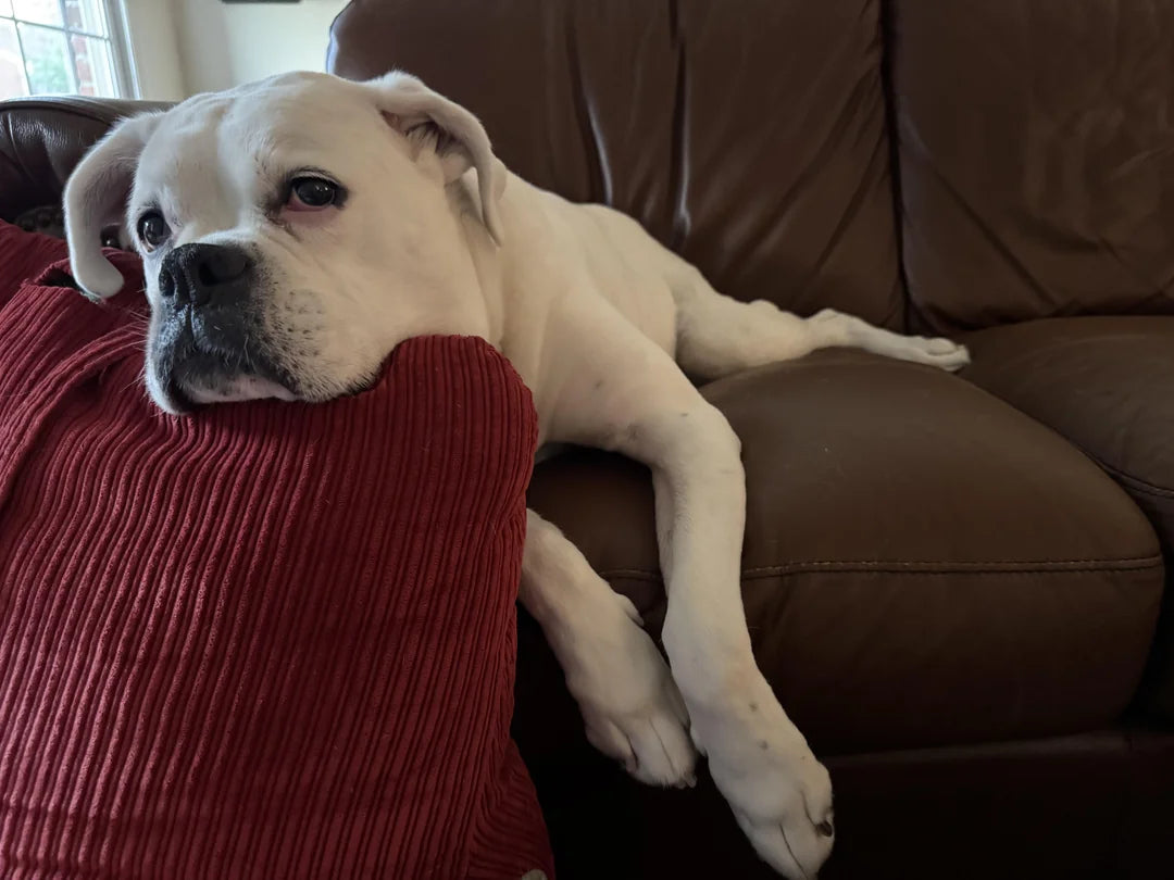 files/Dog.webp